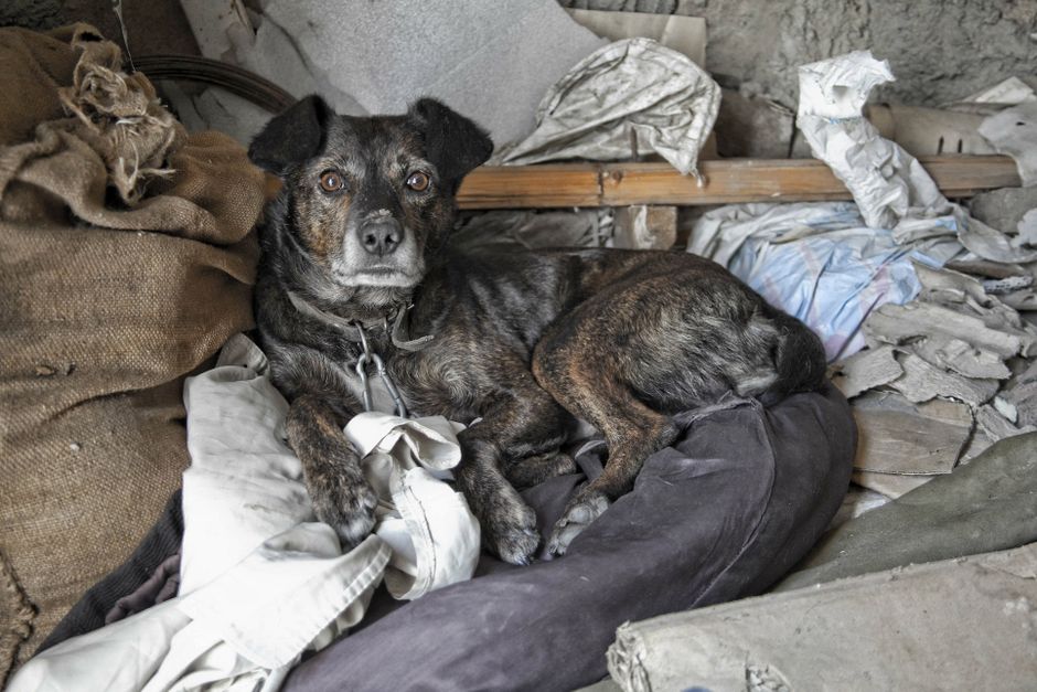 A small, brindle-coated dog with alert eyes and folded ears lying among a cluttered environment of crumpled paper, cardboard, and fabric materials inside a property, possibly an overloaded or hoarded flat on the Isle of Dogs. The dog is resting on a dark cushion or piece of bedding, with surrounding objects including torn paper, a burlap sack, and various packing materials, indicating a space filled with disorganized household items. Behind the dog, there is a wooden shelf with more crumpled paper and debris, and the area appears dimly lit with natural or ambient light. The scene captures a moment during the process of house clearance or removals, with the dog calmly resting amidst the accumulated clutter, as part of a home relocation or decluttering effort. Man with Van Isle of Dogs specializes in removals and helps with clearing such overloaded flats, ensuring safe transport of belongings amid complex environments.
