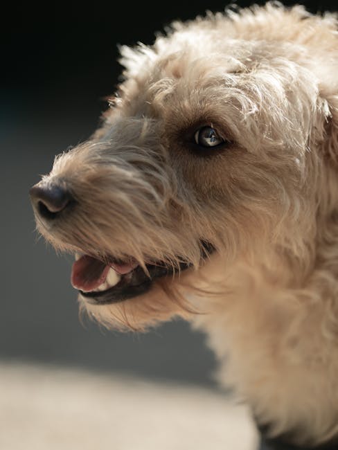 Close-up image of a light-colored, curly-haired dog with a slightly open mouth, revealing pink tongue and white teeth. The dog appears to be indoors, standing on a light carpeted floor with a dark background. The lighting highlights the dog's textured fur and expressive eyes. This image depicts a pet that may be part of a household undergoing a home relocation or packing process, which is relevant to the context of removals and moving services provided by Man with Van Isle of Dogs. The focus on the dog's face emphasizes the importance of considering pets during house moves, aligning with the detailed visual description needed for accessible content related to furniture transport and moving logistics.