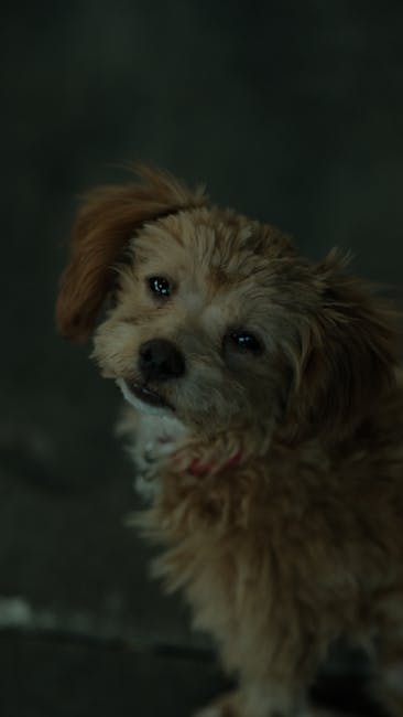 The image shows a close-up of a small, fluffy, light brown dog with slightly curly fur, looking up at the camera with a gentle, curious expression. The background appears to be a dark, neutral surface, possibly a pavement or floor indoors. The dog has dark eyes, a black nose, and a red collar around its neck. This image emphasizes the pet's friendly demeanor, capturing a moment of calm and attentiveness. Such images are often used in the context of house removals or home relocation services, like those provided by Man with Van Isle of Dogs, highlighting the importance of careful handling and transport of household pets during the moving process.