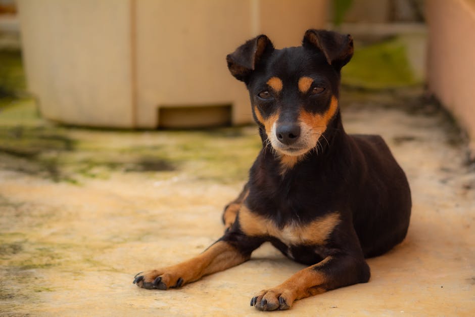 Close-up image of a light-colored, curly-haired dog with a slightly open mouth, revealing pink tongue and white teeth. The dog appears to be indoors, standing on a light carpeted floor with a dark background. The lighting highlights the dog's textured fur and expressive eyes. This image depicts a pet that may be part of a household undergoing a home relocation or packing process, which is relevant to the context of removals and moving services provided by Man with Van Isle of Dogs. The focus on the dog's face emphasizes the importance of considering pets during house moves, aligning with the detailed visual description needed for accessible content related to furniture transport and moving logistics.